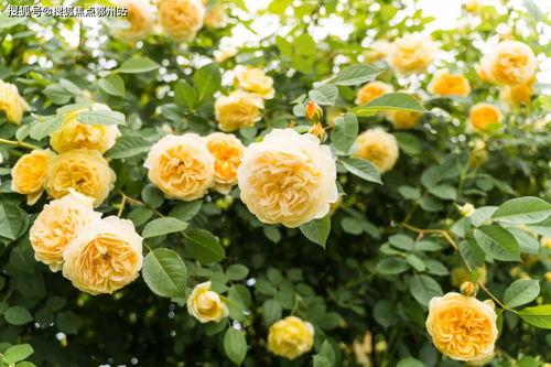 罗沙最新爆料电话是多少,揭秘神秘电话号码背后的秘密  第3张